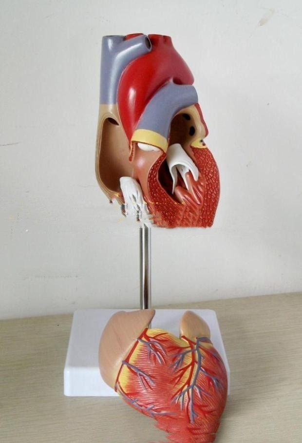 Heart Model