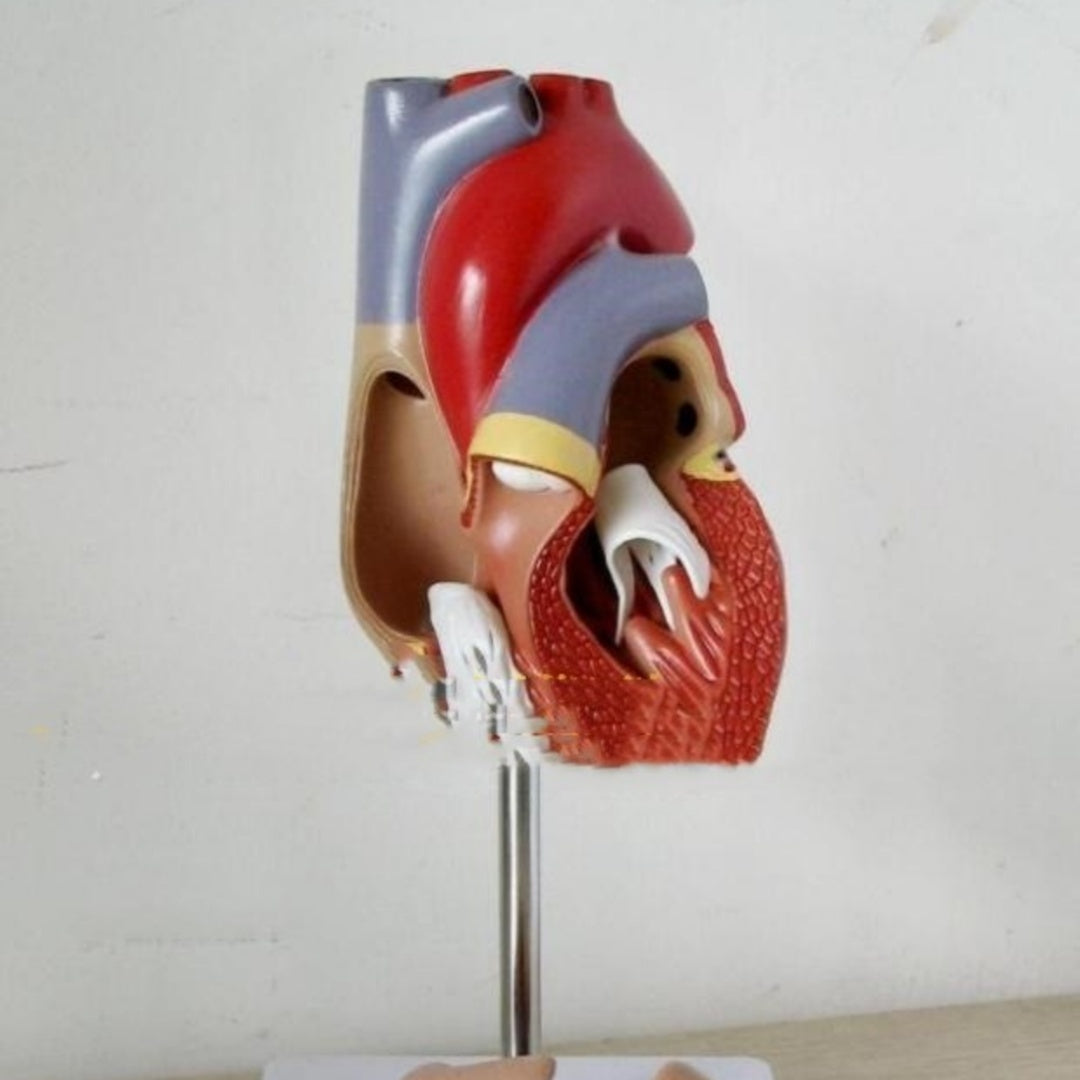 Heart Model