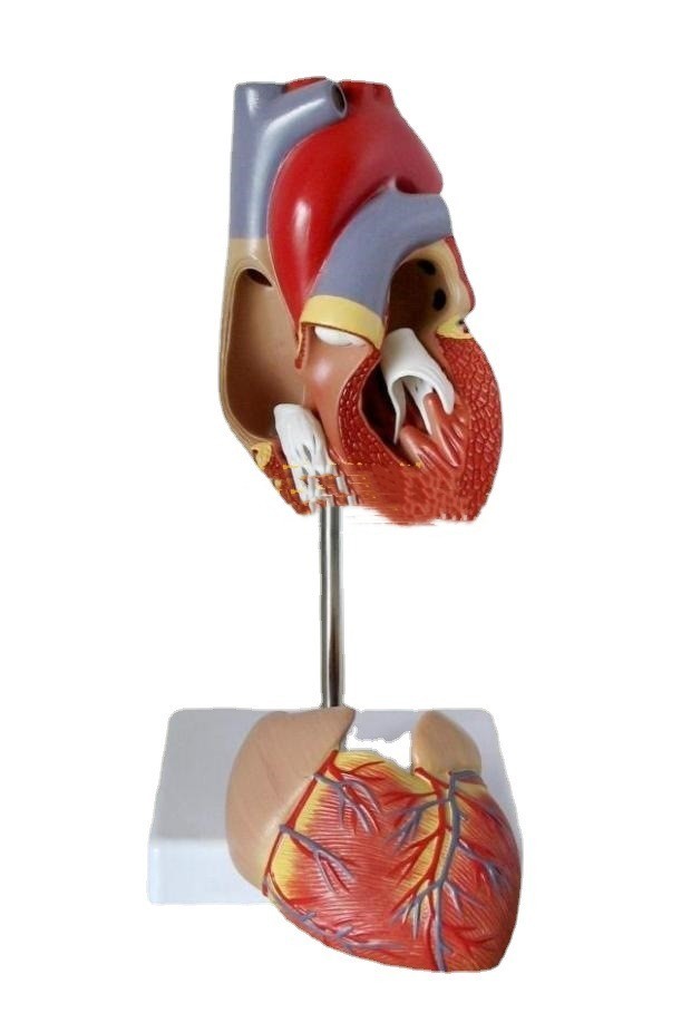 Heart Model