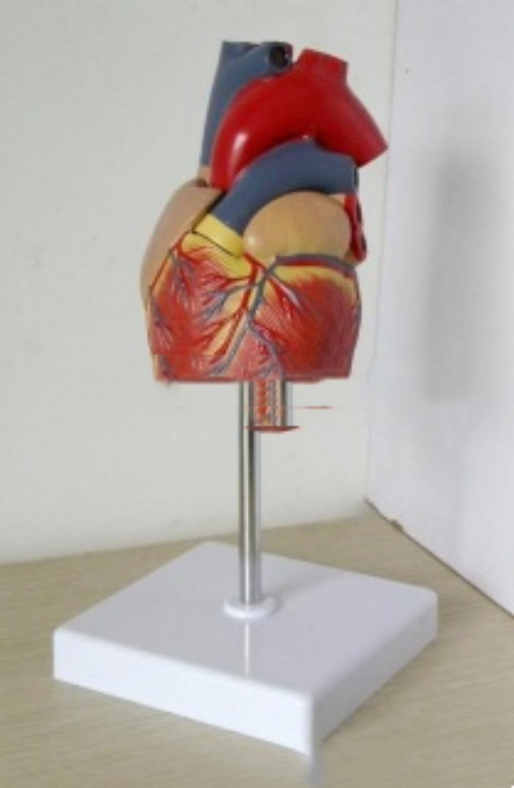 Heart Model