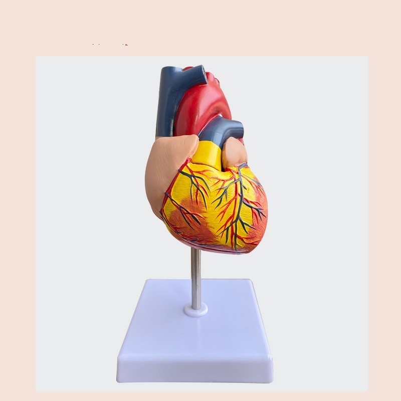 Heart Model