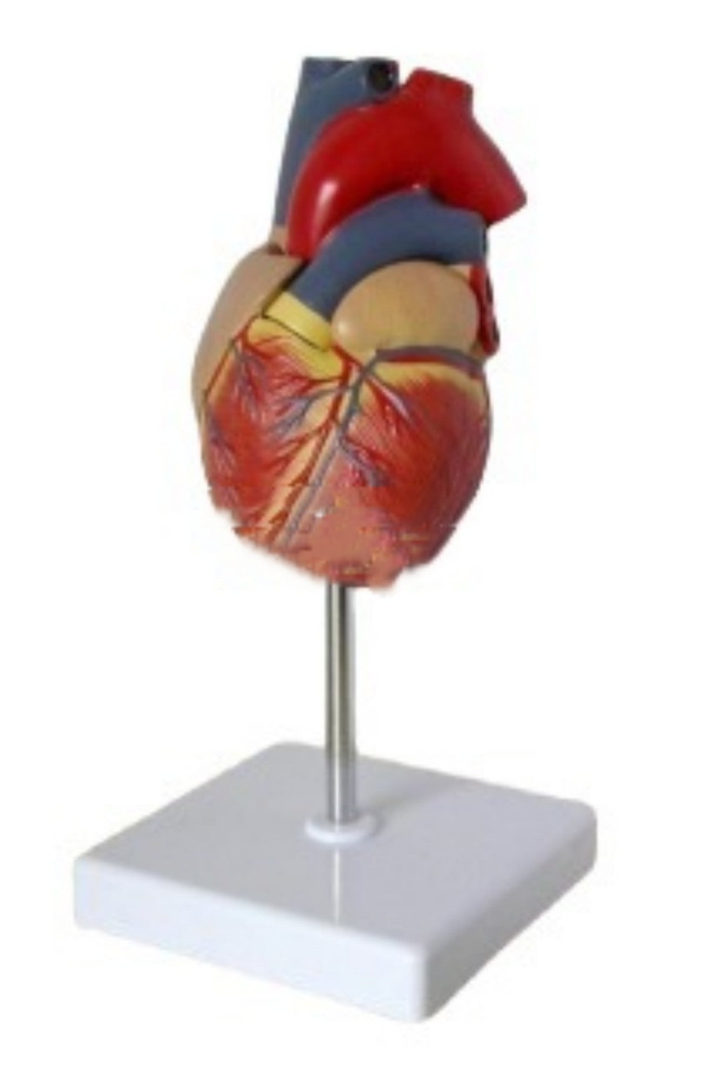 Heart Model