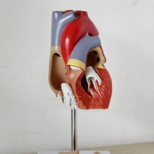 Heart Model